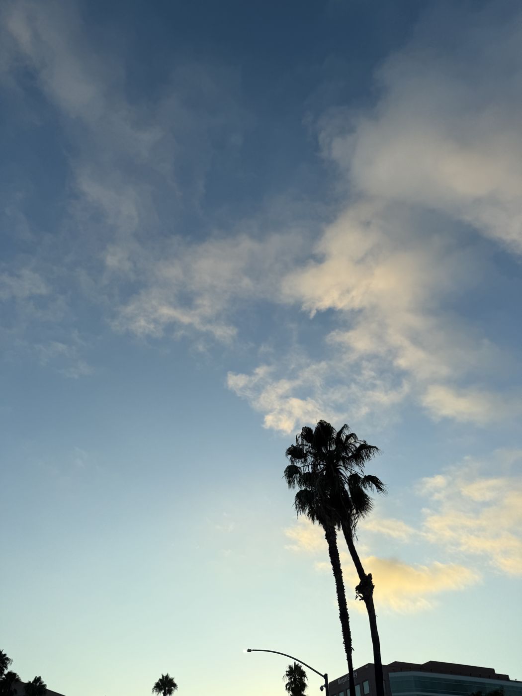 Palms